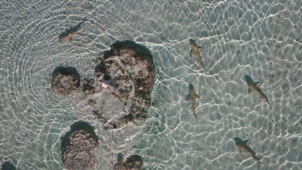 Aerial view of blacktip reef sharks swimming in shallow, crystal-clear water near a coral reef, creating a captivating scene of marine life in their natural habitat