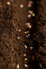 radish seeds in soil, land mixed with peat in which radish seeds are planted