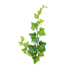 A green ivy branch with leaves, elegantly arranged on a white background.