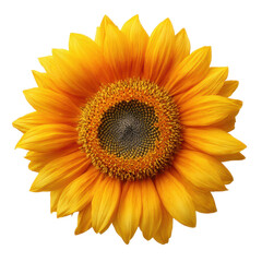 Fototapeta premium Vibrant Yellow Sunflower Close-Up A Stunning Floral Image