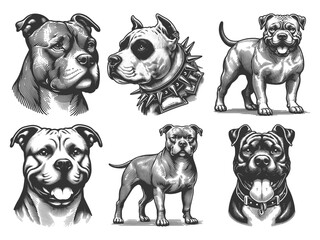 Pit Bull Dog Set collection bundle sketch engraving generative ai vector illustration. Scratch board imitation. Black and white image.
