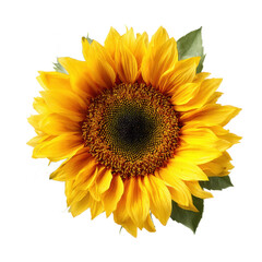 Fototapeta premium Vibrant Sunflower Close-Up Photography of a Single Blooming Sunflower