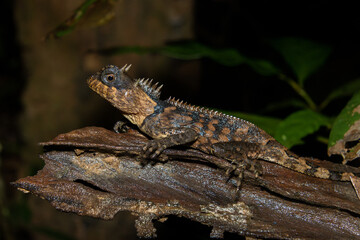 Fototapeta premium Cardamom Mountains Pricklenape (Acanthosaura cardamomensis) on branch in natural forest