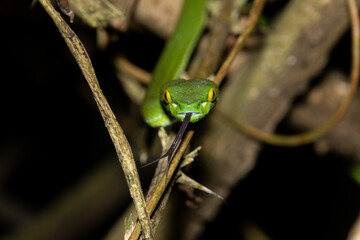 Large-eyed pit viper (Trimeresurus macrops)
