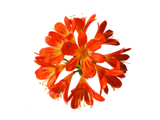 Isolated orange clivia flower