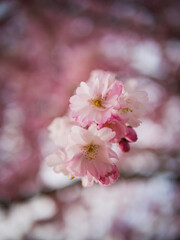 belles fleures d'un cerisier du japon au printemps
