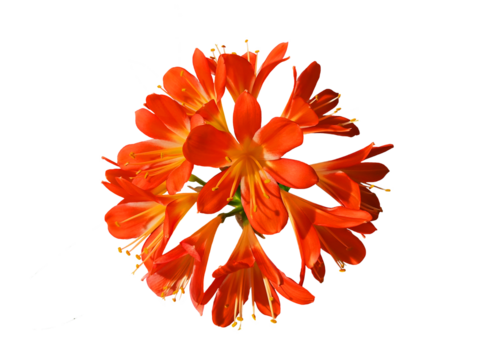 Isolated orange clivia flower