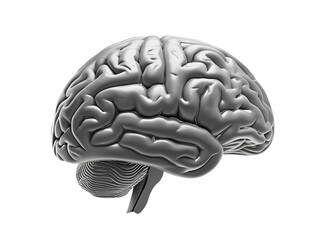 A realistic human brain in grayscale, viewed from the side, with slight shading