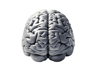 A realistic human brain in grayscale, viewed from the top, with slight shading