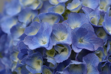 Fiori di ortensia in primavera