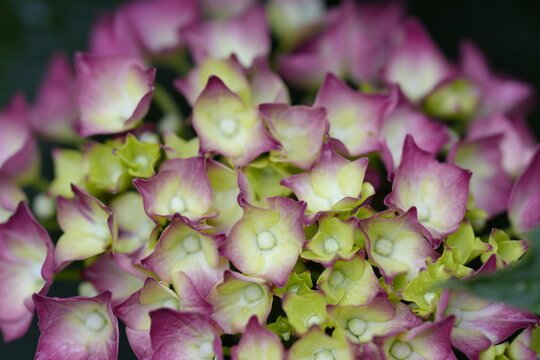 Fiori di ortensia in primavera