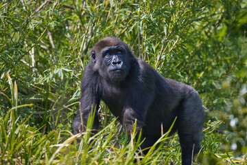 western lowland gorilla looking up to the sky