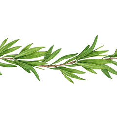 Obraz premium Tea tree herb seamless border watercolor botanical illustration. Melaleuca alternifolia vintage style illustration. Tea tree branch border with green leaves. Medicinal aroma scented plant element