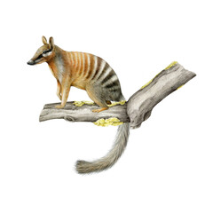 Numbat on the tree branch. Australian animal watercolor realistic illustration on white background. Myrmecobius fasciatus marsupial Australia endemic mammal. Numbat small anteater on the tree twig