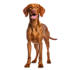 Vizsla: A radiant Vizsla stands in full view, exhibiting a captivating aura and charm.