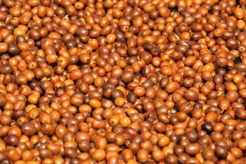 Coffee beans drying in the sun  