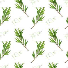 Tea tree branch with leaves seamless pattern. Watercolor botanical illustration. Melaleuca alternifolia decor element. Tea tree leaves on white background. Medicinal aroma scented medicinal plant