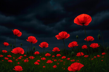 Obraz premium Vibrant red poppies blooming against a dramatic dark sky