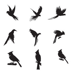 Black and White Cute Birds Vector set
