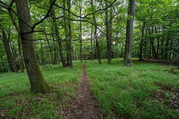 Obraz premium Forest path