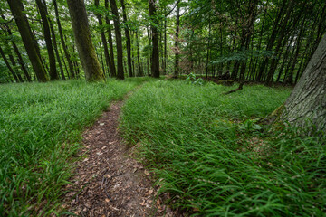 Forest path