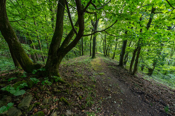 Fototapeta premium Forest path