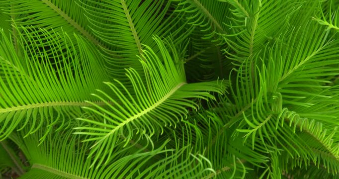 close up of cycas