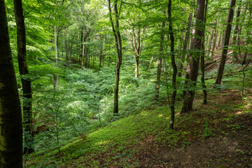 Obraz premium Forest path