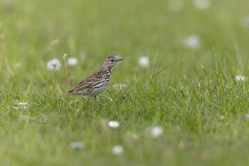 Wiesenpieper