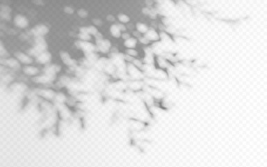 Fototapeta na wymiar Shadow overlay from a tree branch isolated on a transparent background.