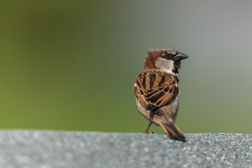 Spatz