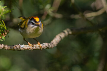 Sommergoldh&auml;hnchen