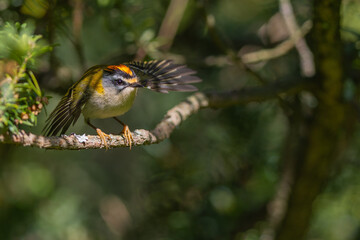 Sommergoldh&auml;hnchen