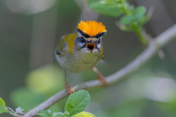 Sommergoldhähnchen