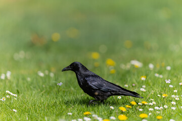 Krähe
