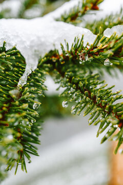 schmelzender Schnee auf den Zweigen eines Nadelbaumes