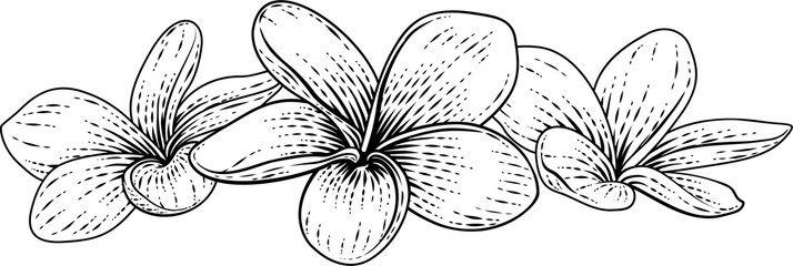 Plumeria Frangipani Tropical Bali Flower Woodcut