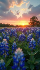 Bluebonnet Field at Sunset: Vibrant Flowers Under Colorful Sky, Pastoral Scene, Natural Beauty