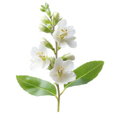 deutzia flower branch on white background