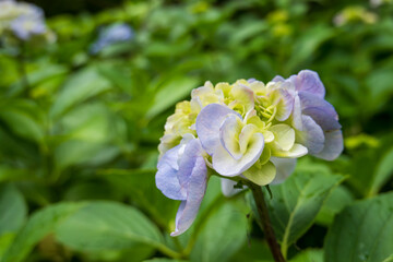 初夏に咲く淡い色合いの紫陽花の花