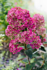 Panicle Hydrangea Samarskaya Lidiya Blooming in Garden