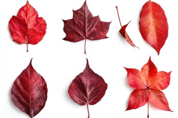 Collection of red autumn leaves isolated on white background