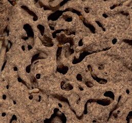 
Close up of Termites Eating wood, (Termite damage house)