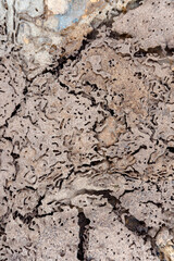 
Close up of Termites Eating wood, (Termite damage house)