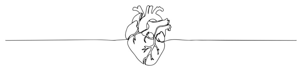 anatomical human heart line art medical vector
