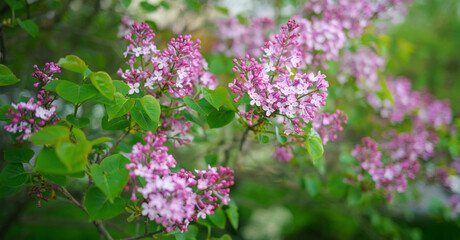 Close-up lilac flowers at spring. Shallow depth of field.