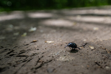 Beetle on the pathway