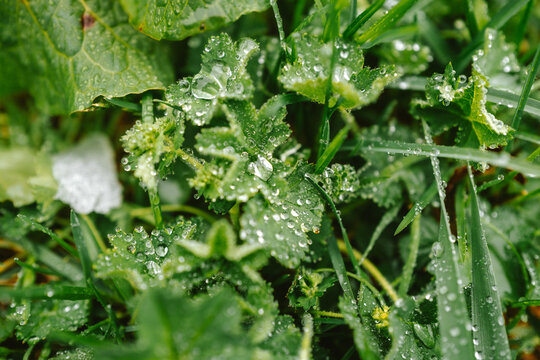 Wassertropfen im Gras