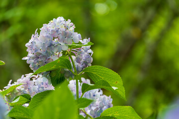初夏の森に咲く淡い色の紫陽花の花