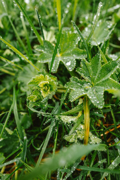 Wassertropfen im Gras